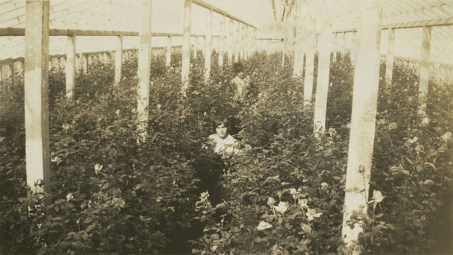 The Greenhouse Project